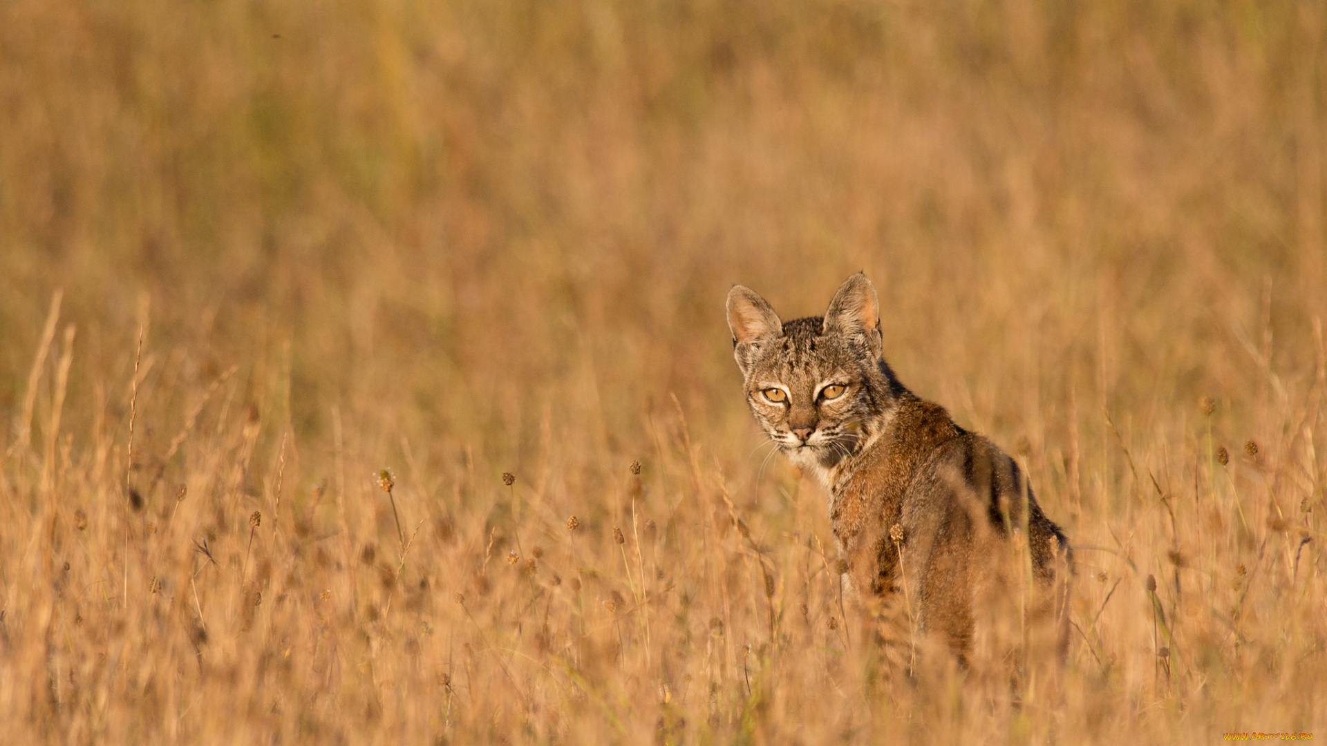 животные, рыси, сухая, рысь, хищник, трава, взгляд