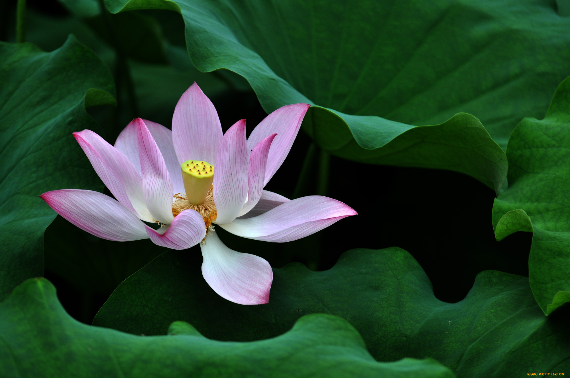 цветы, лотосы, лепестки, фон