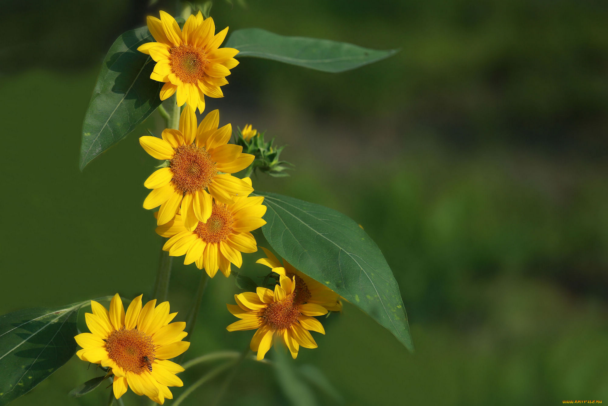цветы, подсолнухи, лепестки, фон