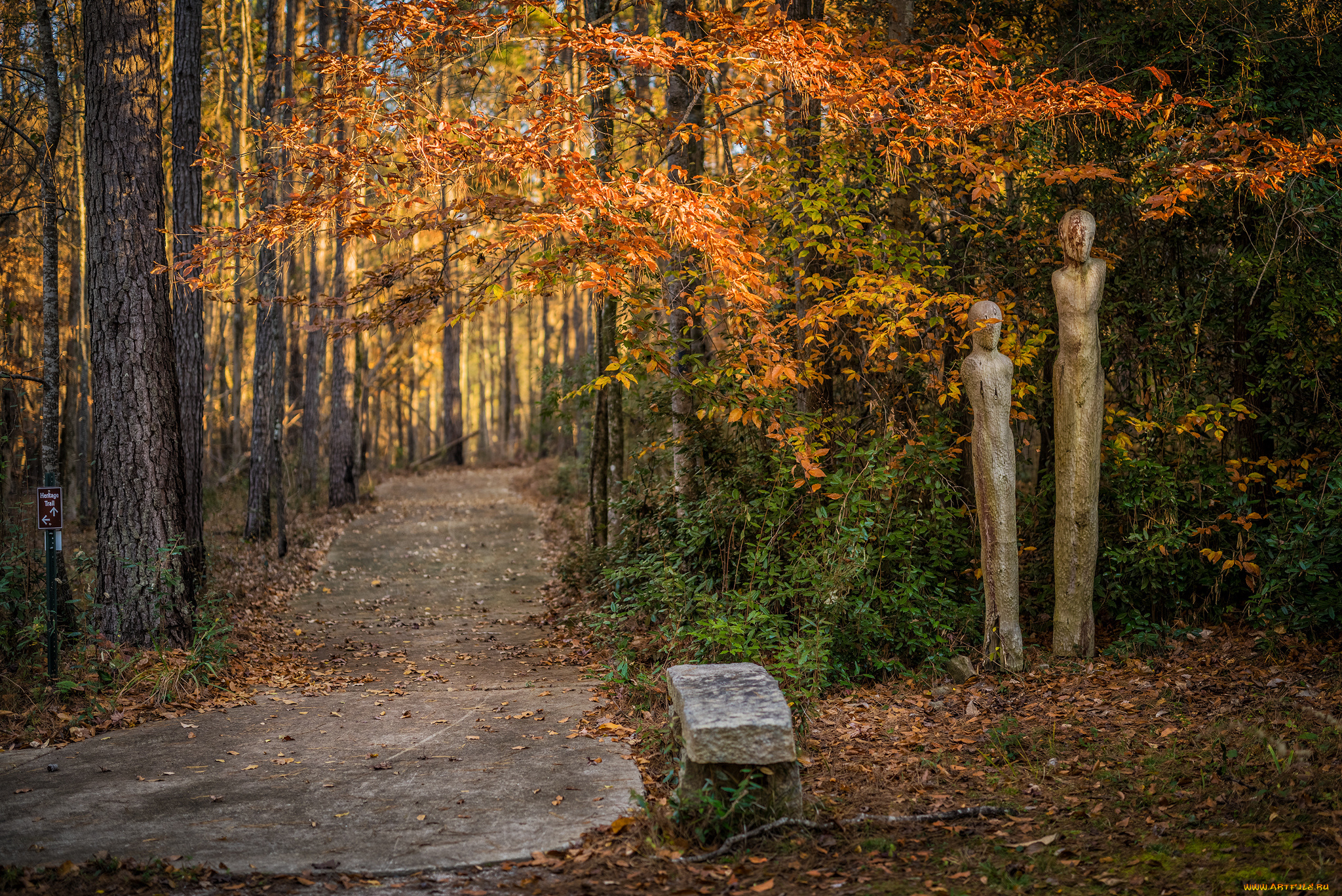 природа, дороги, дорожка, лес