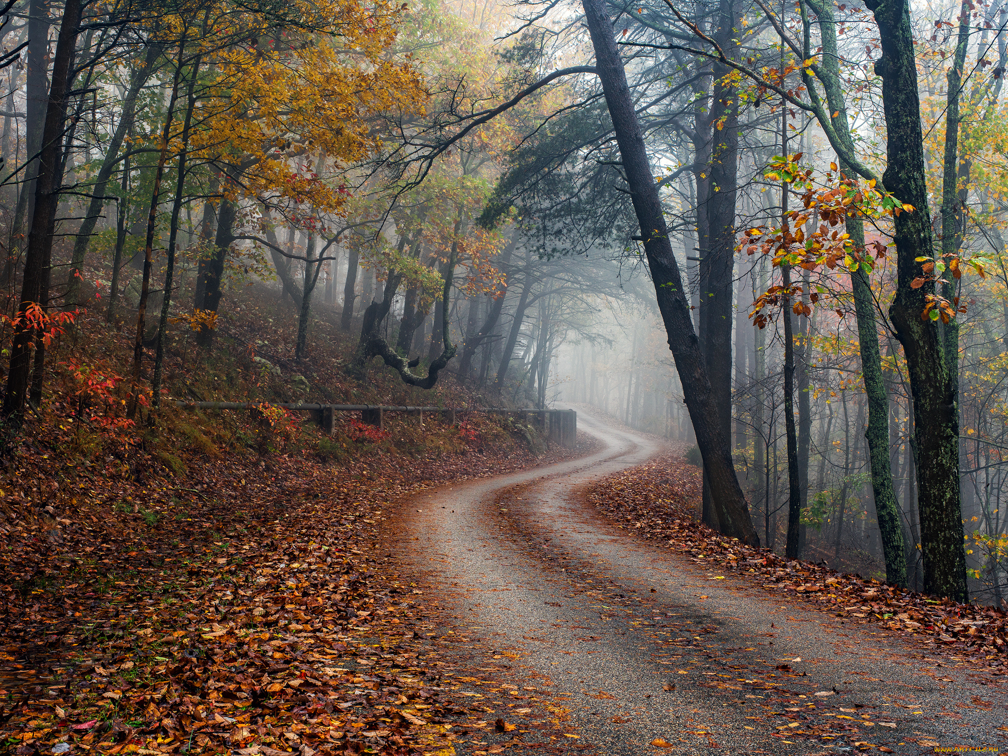 природа, дороги, лес, дорожка