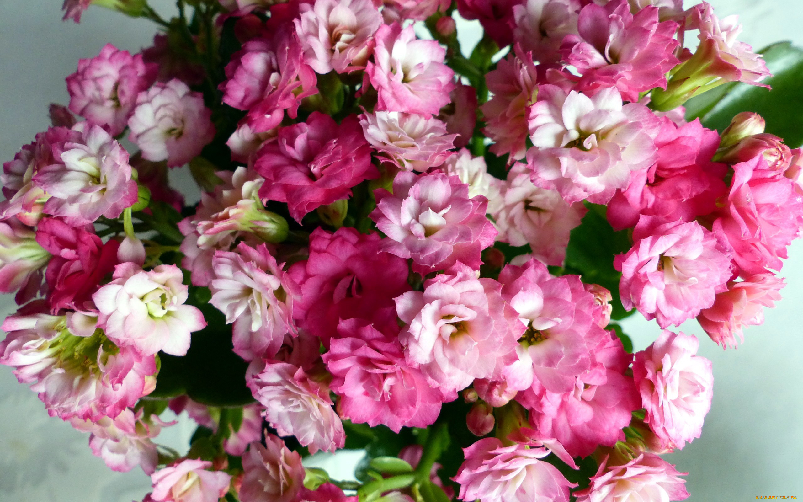 цветы, кактусы, макро