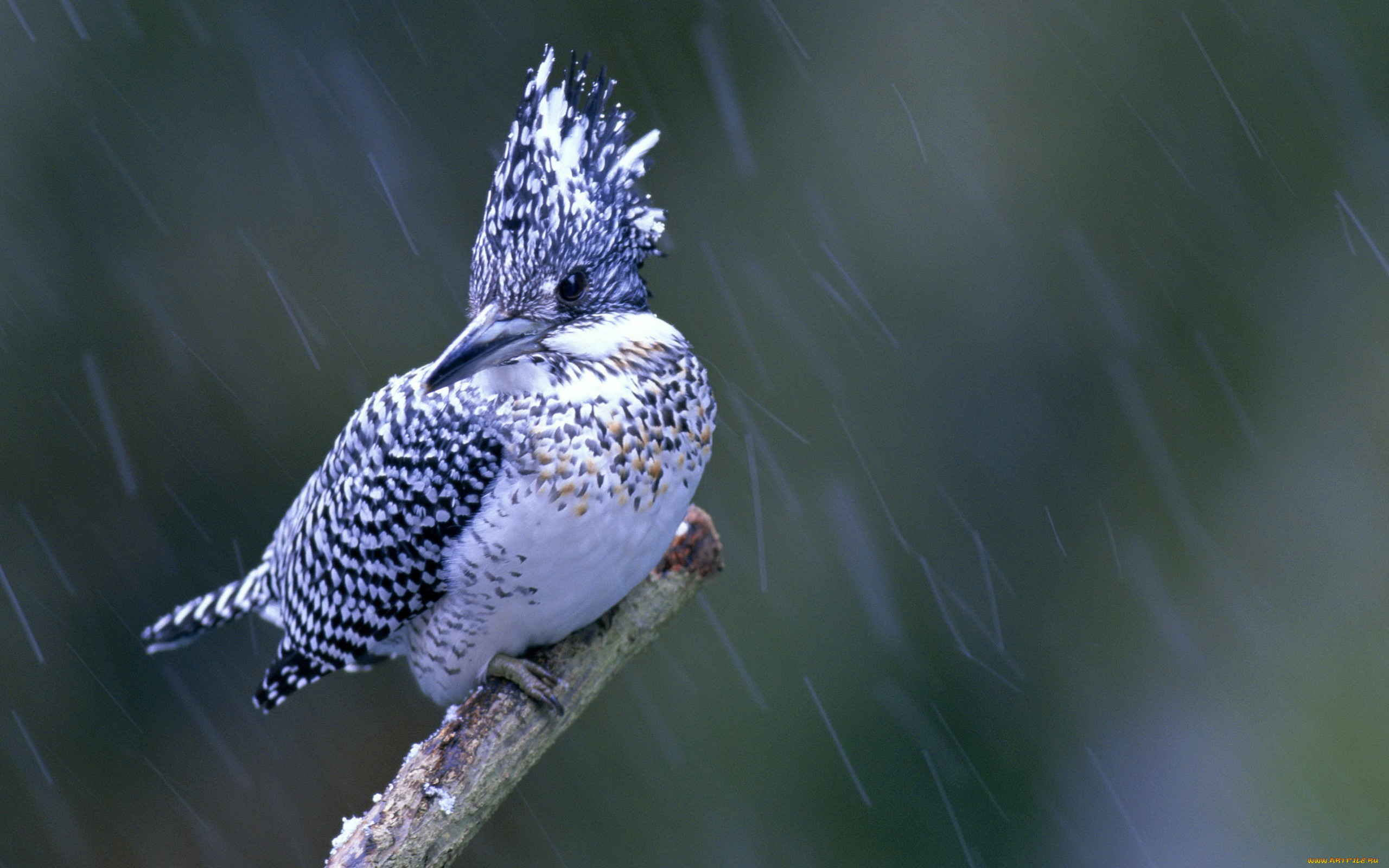 животные, птицы, птица, дрождь