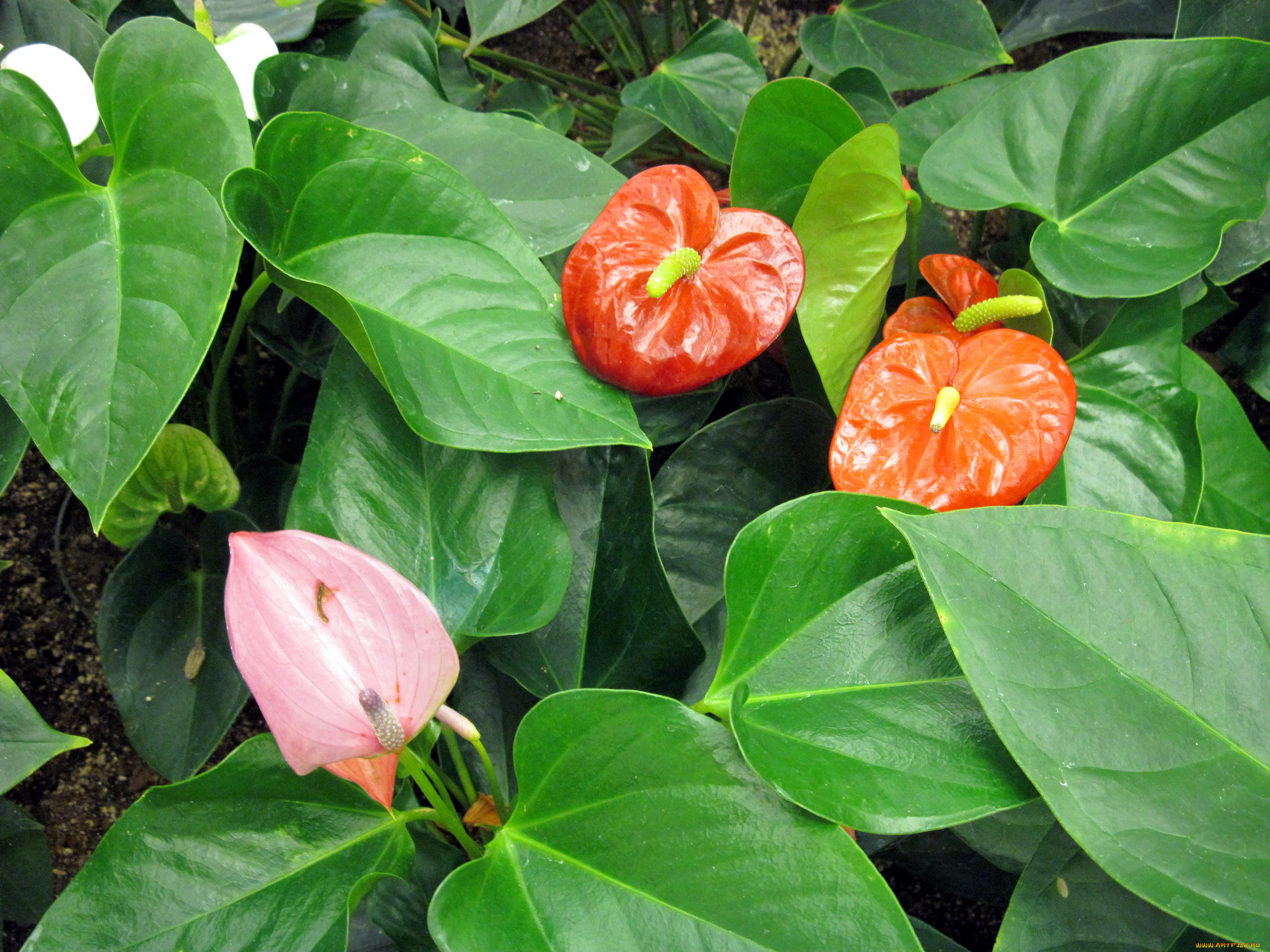 цветы, антуриум, , цветок, фламинго, алый