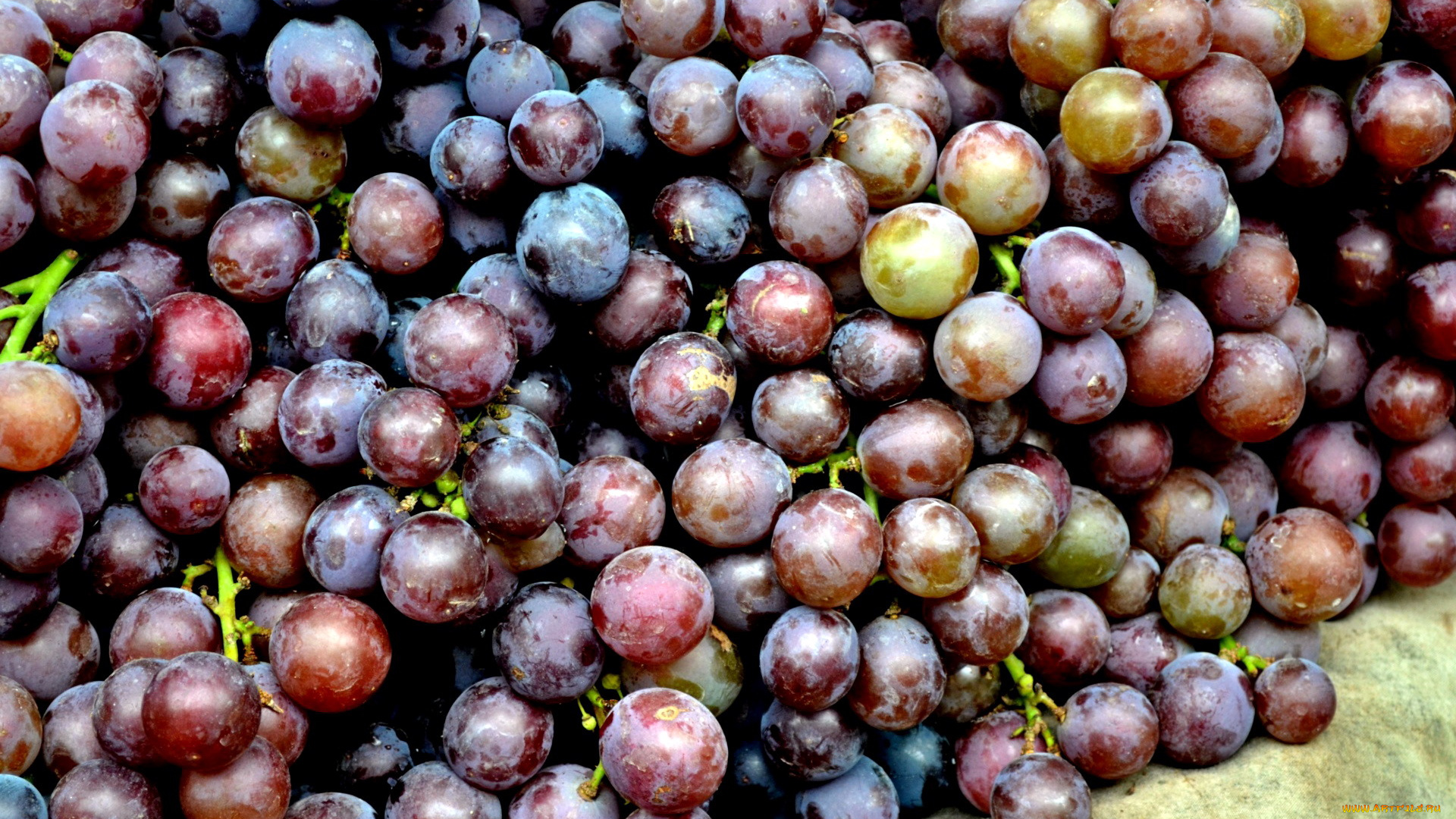 еда, виноград, много, урожай