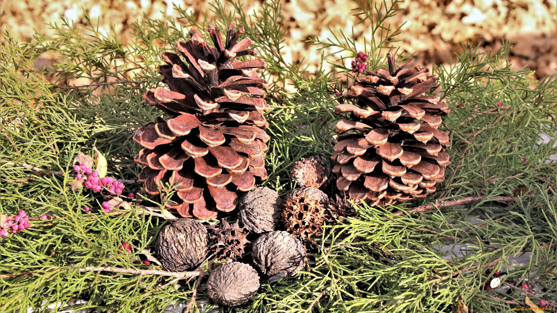 природа, шишки, , жёлуди, , каштаны