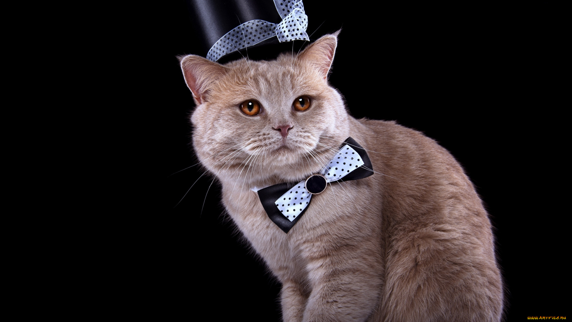 животные, коты, бантик, кошка