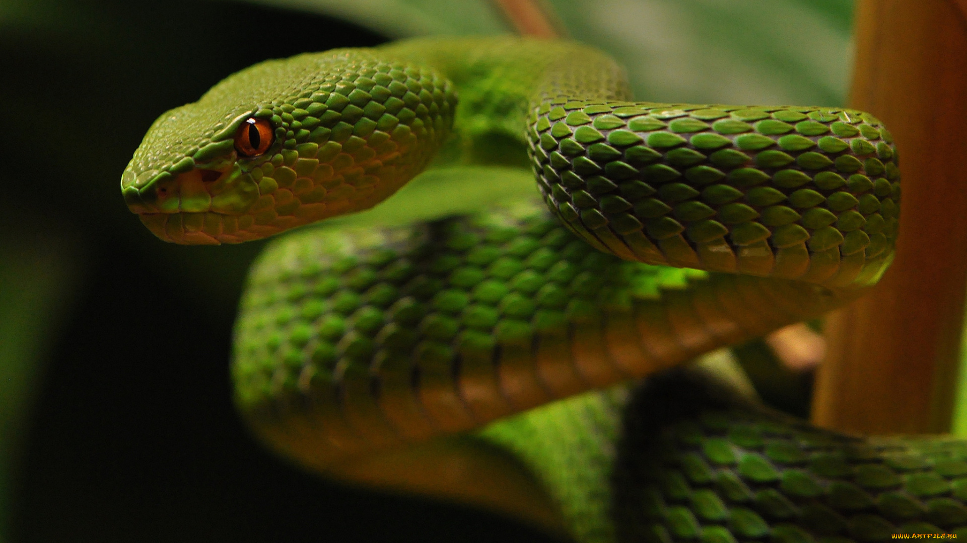 животные, змеи, , питоны, , кобры, змейка