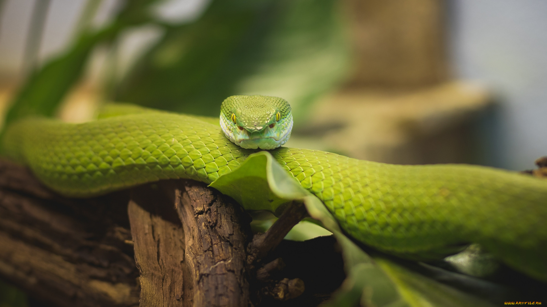 животные, змеи, , питоны, , кобры, змейка