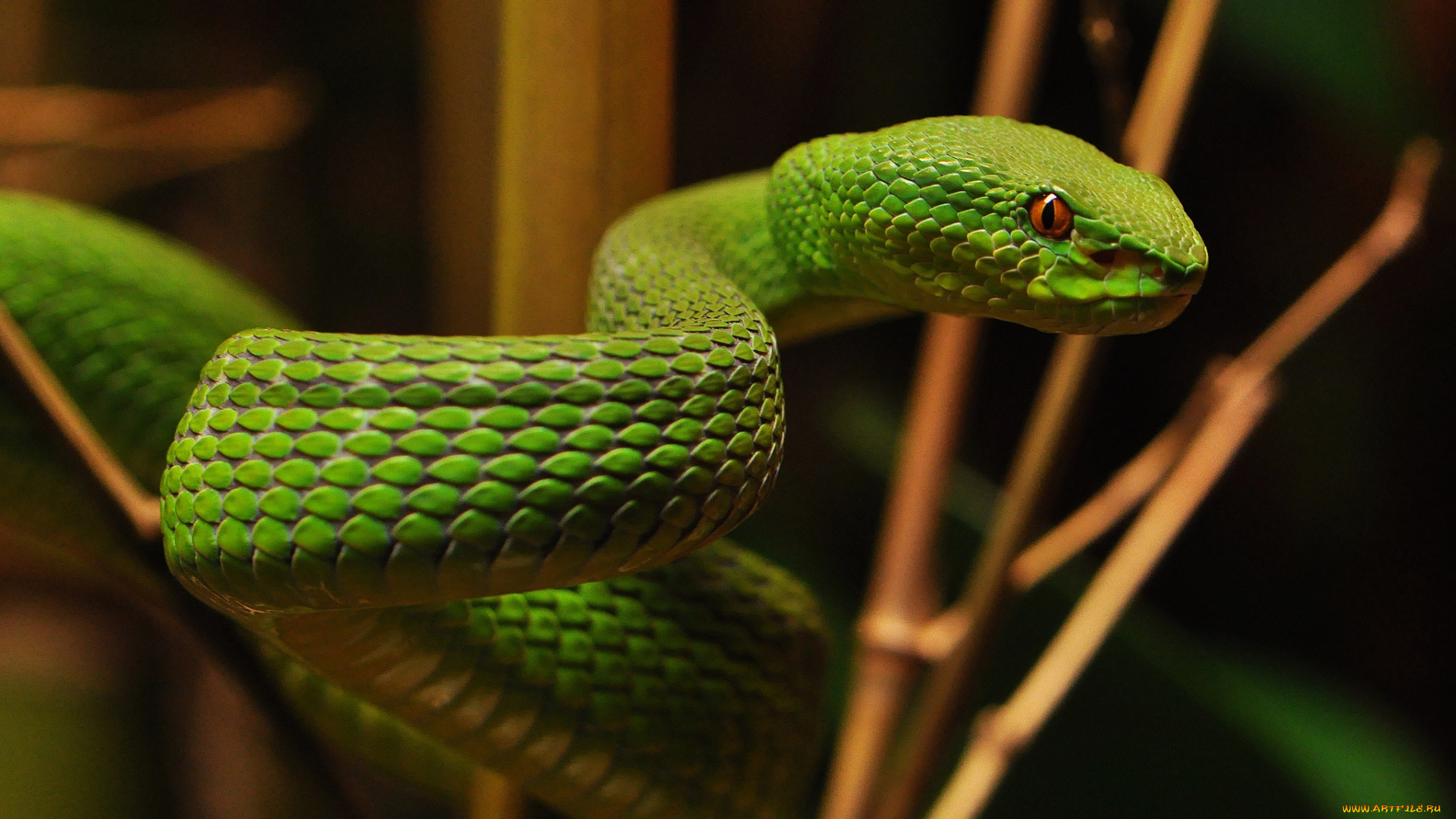 животные, змеи, , питоны, , кобры, змейка