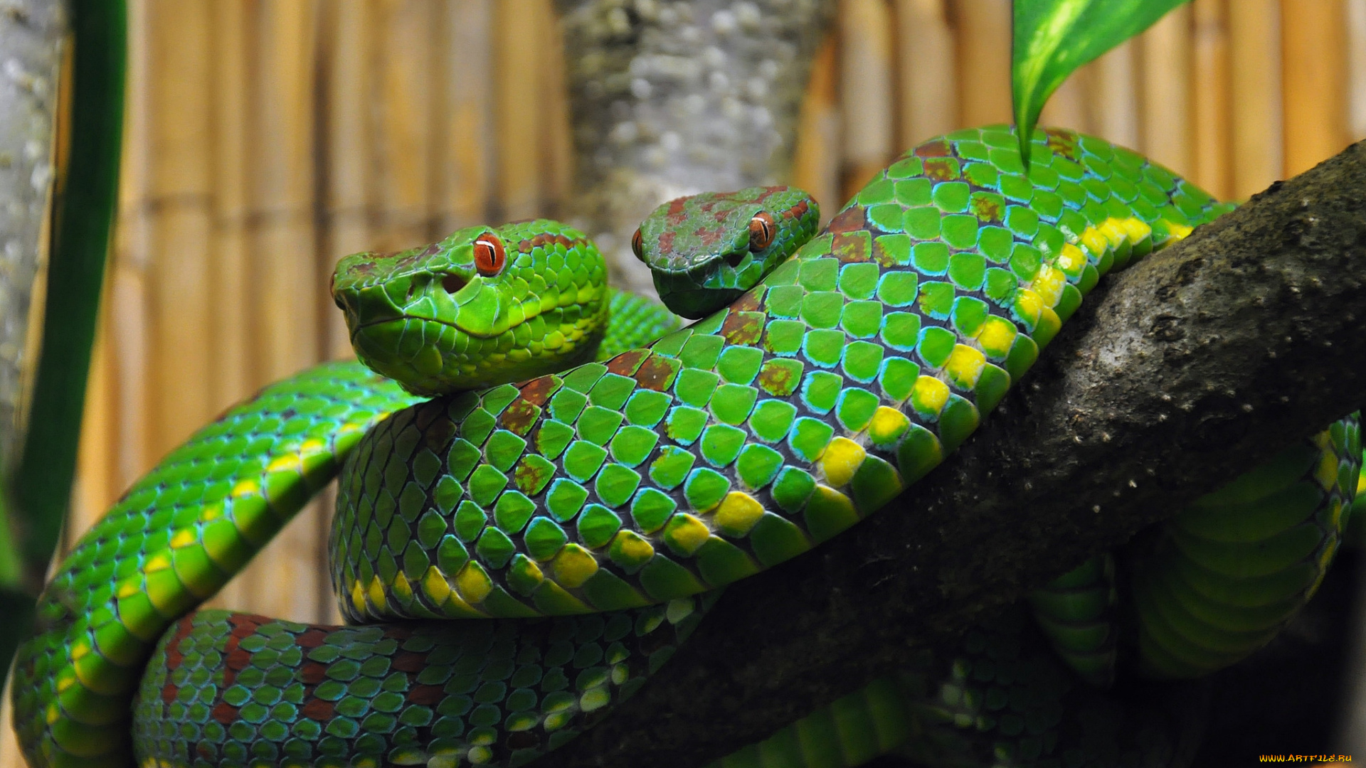 животные, змеи, , питоны, , кобры, змейка