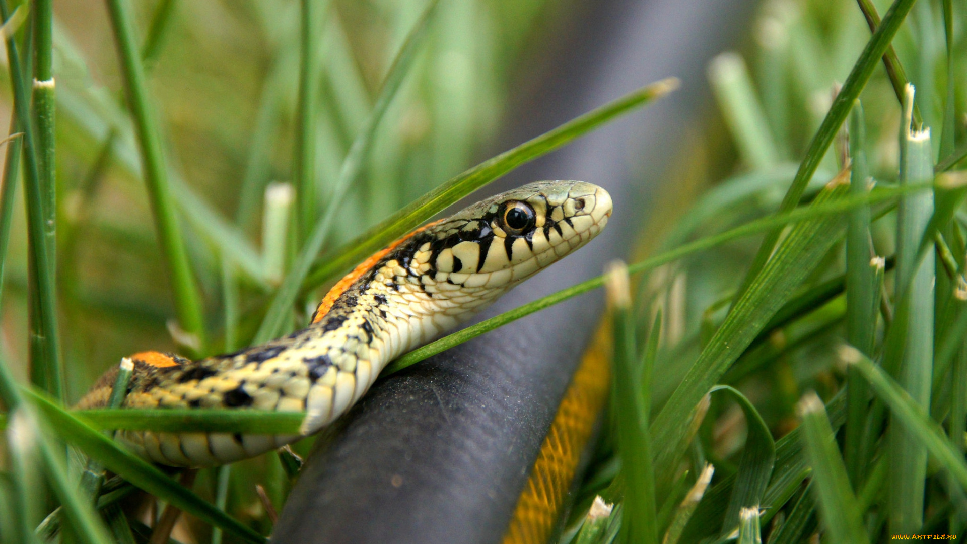 животные, змеи, , питоны, , кобры, змейка