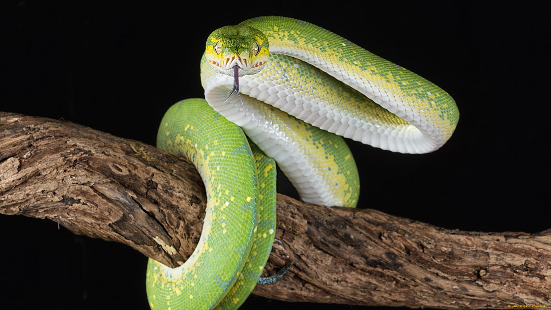 животные, змеи, , питоны, , кобры, змейка