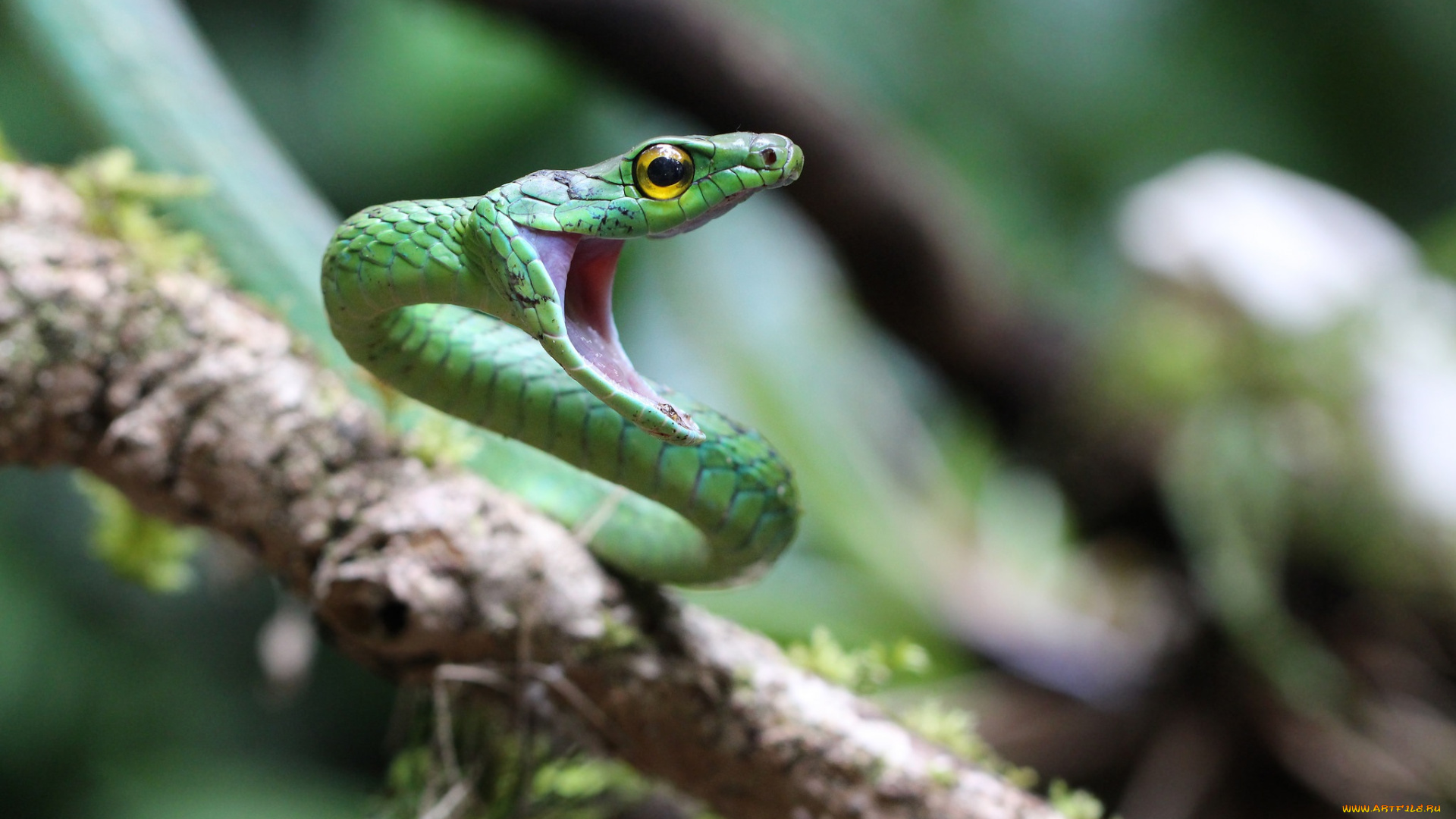 животные, змеи, , питоны, , кобры, змейка