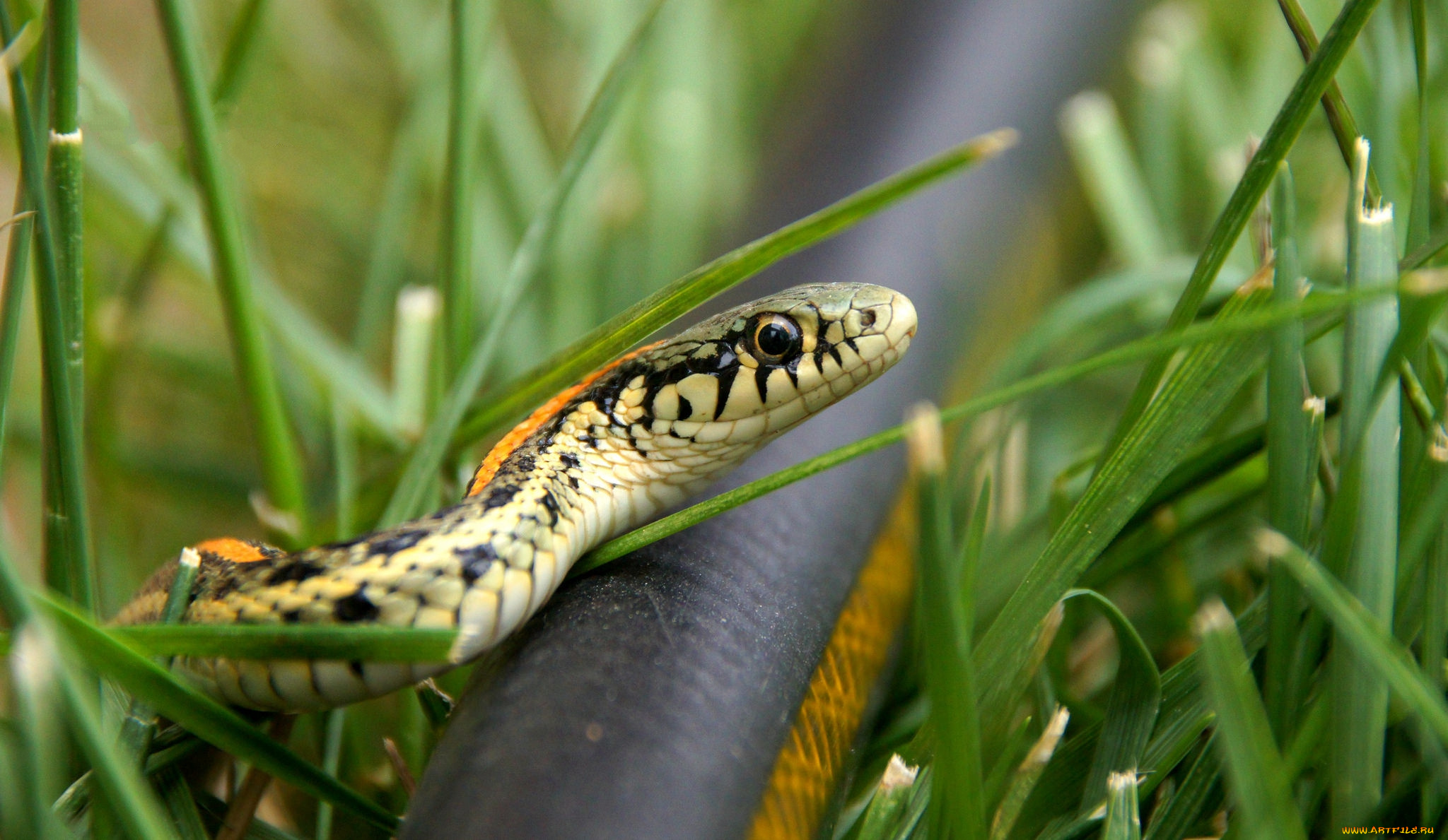 животные, змеи, , питоны, , кобры, змейка