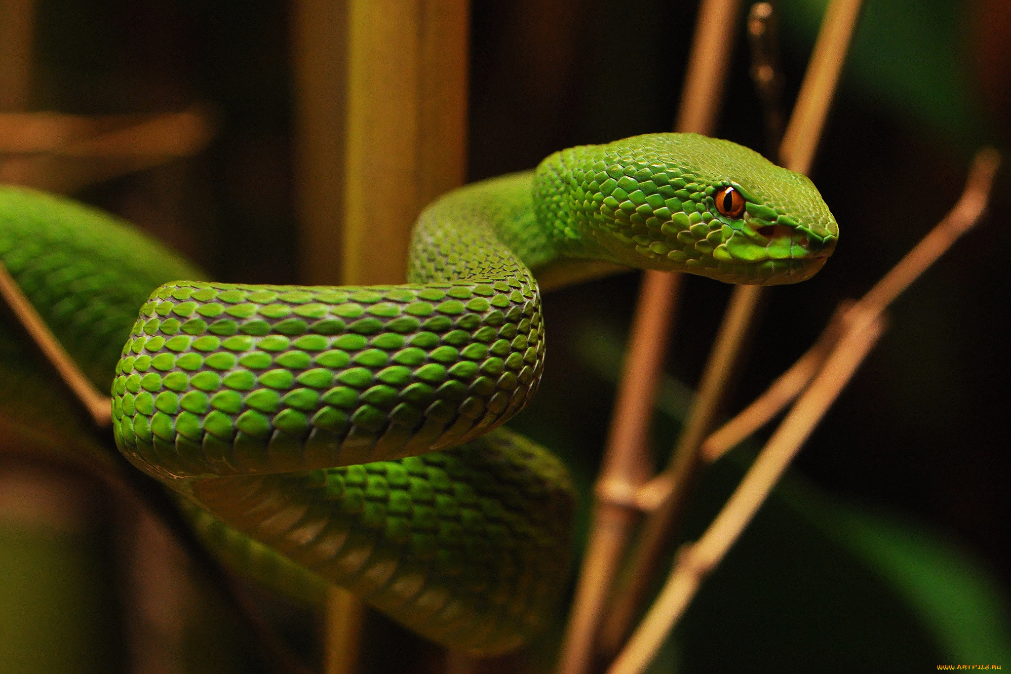 животные, змеи, , питоны, , кобры, змейка