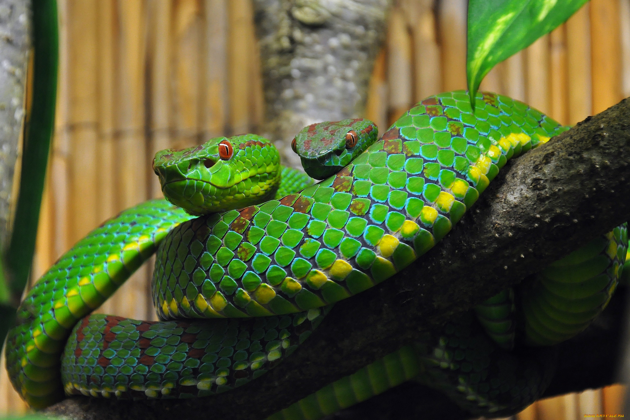 животные, змеи, , питоны, , кобры, змейка