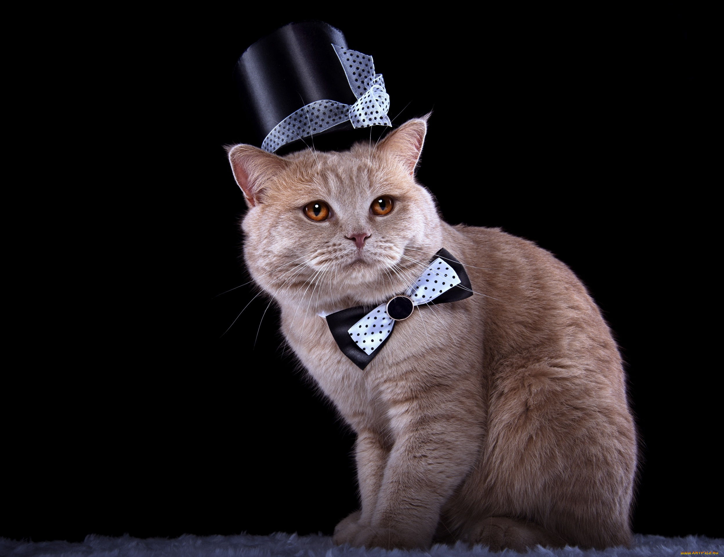 животные, коты, бантик, кошка