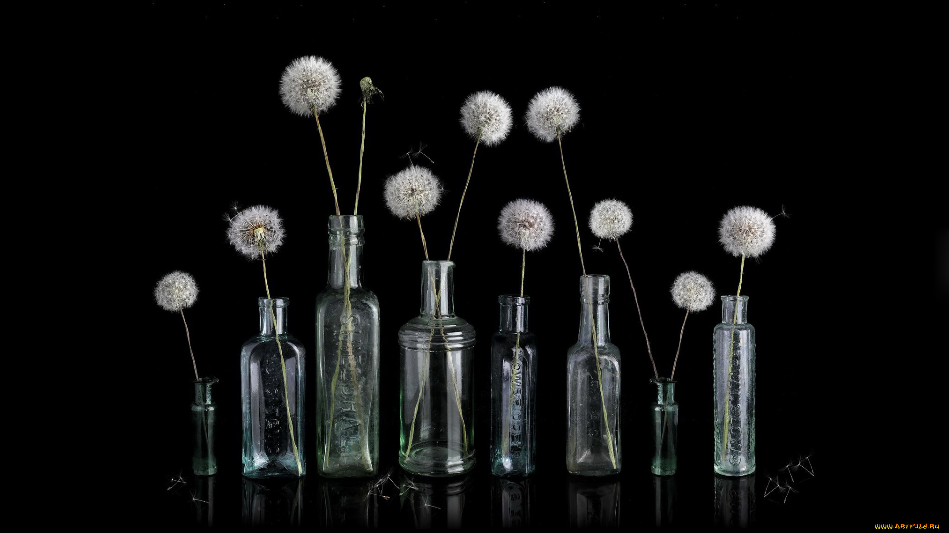 цветы, одуванчики, бутылки, пушистики