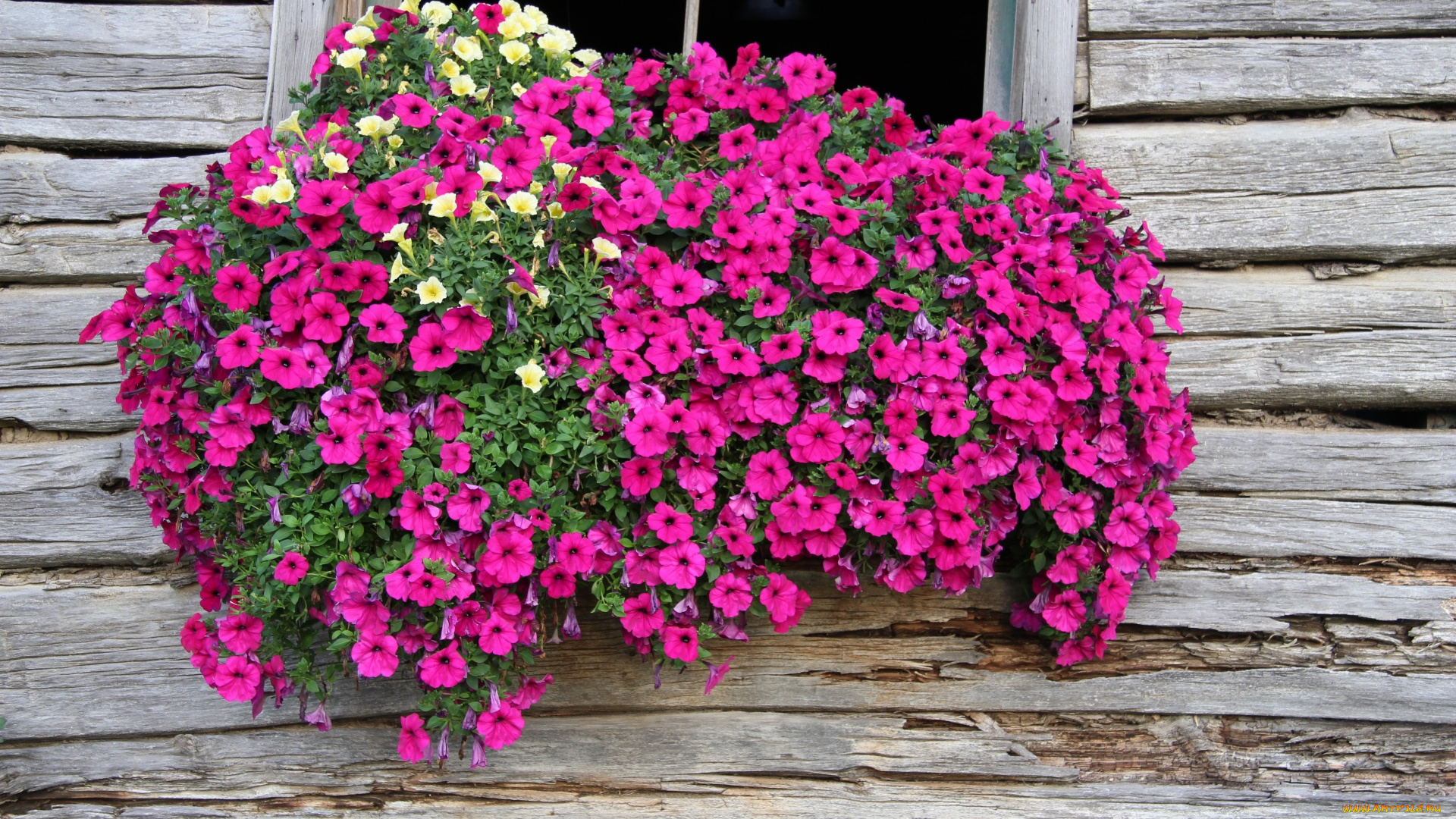 цветы, петунии, , калибрахоа, петуния