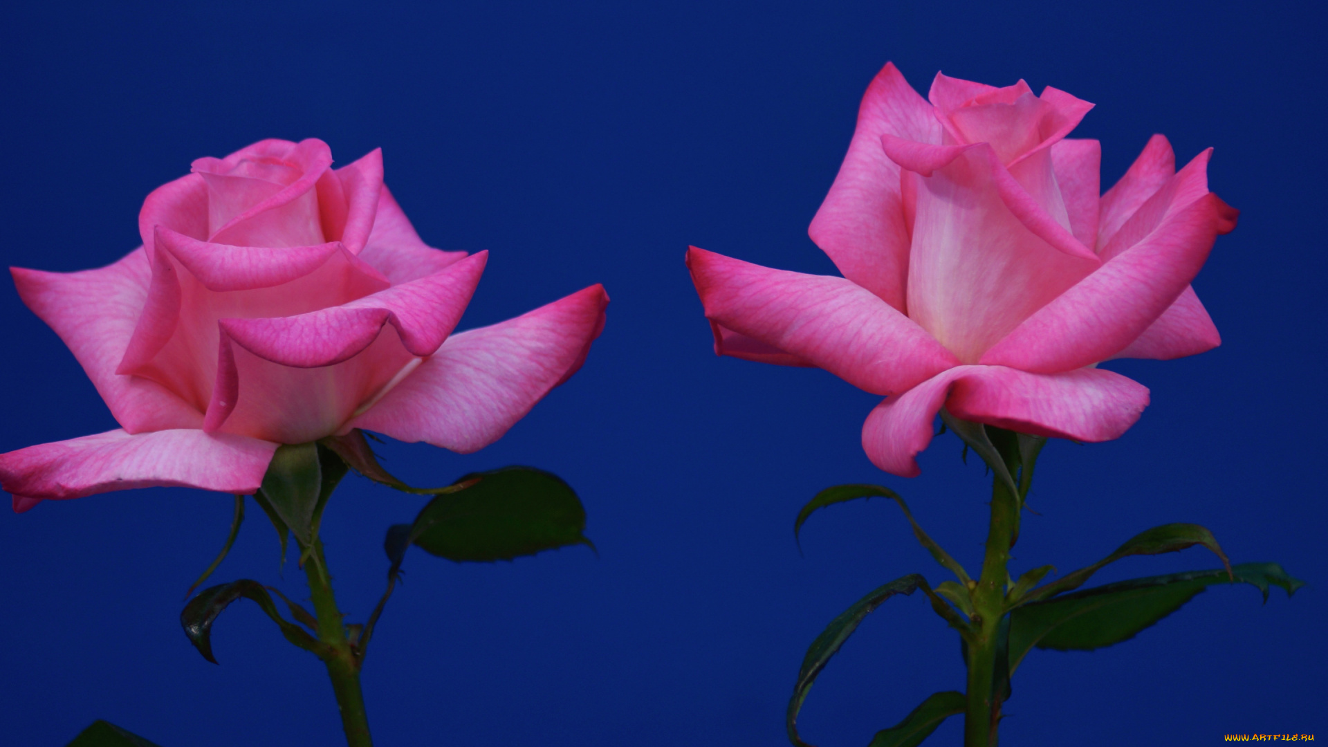 цветы, розы, две