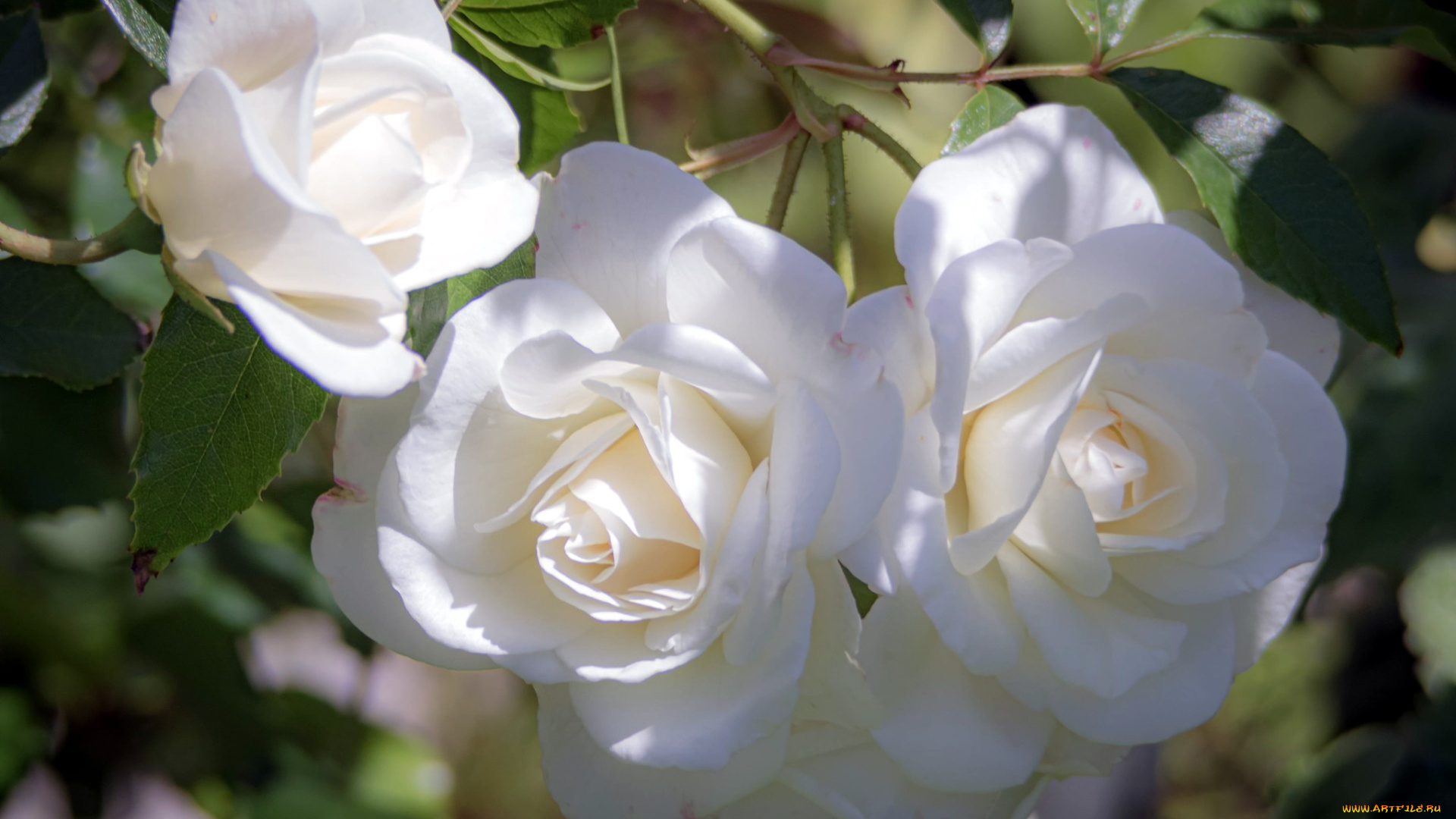 цветы, розы, ветка, белые