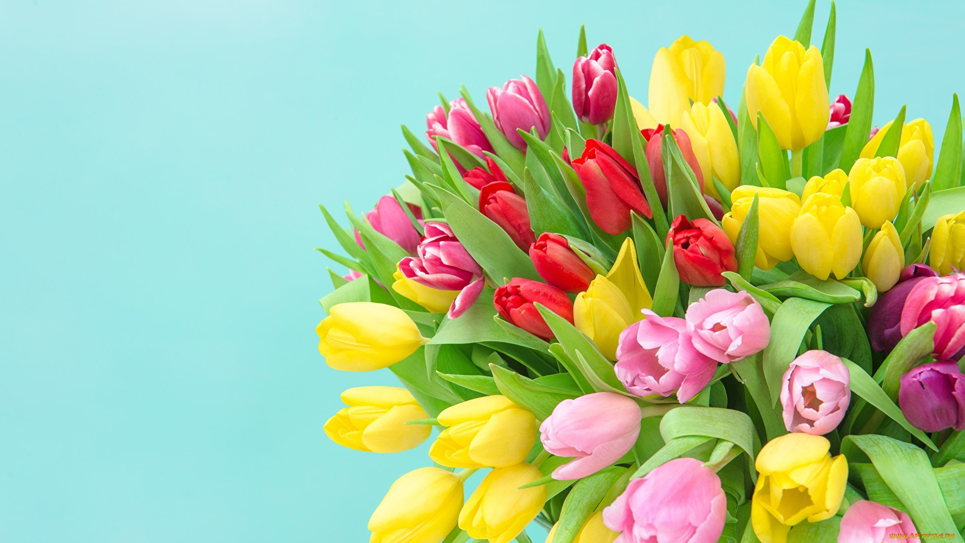 цветы, тюльпаны, букет, бутоны, разноцветные