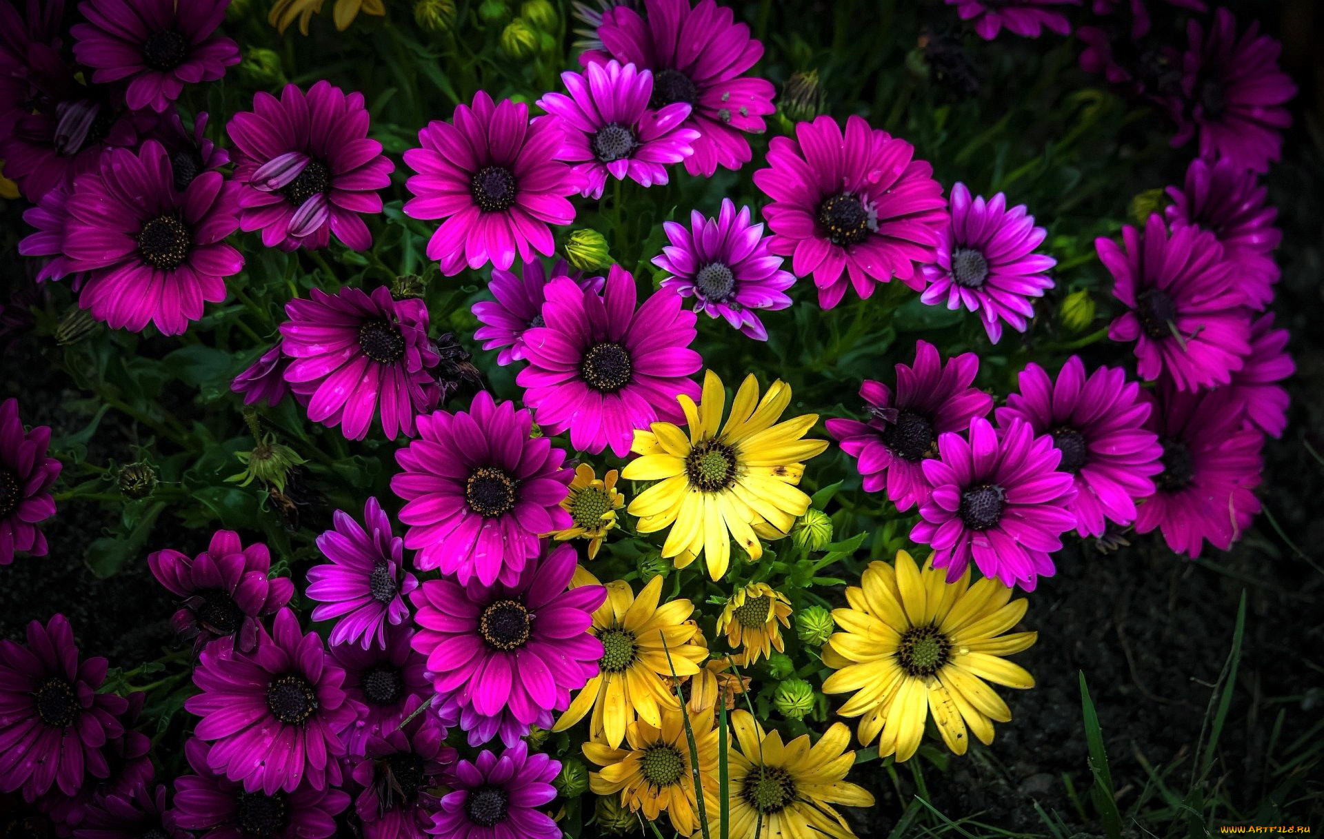 цветы, остеоспермумы, желтый, розовый