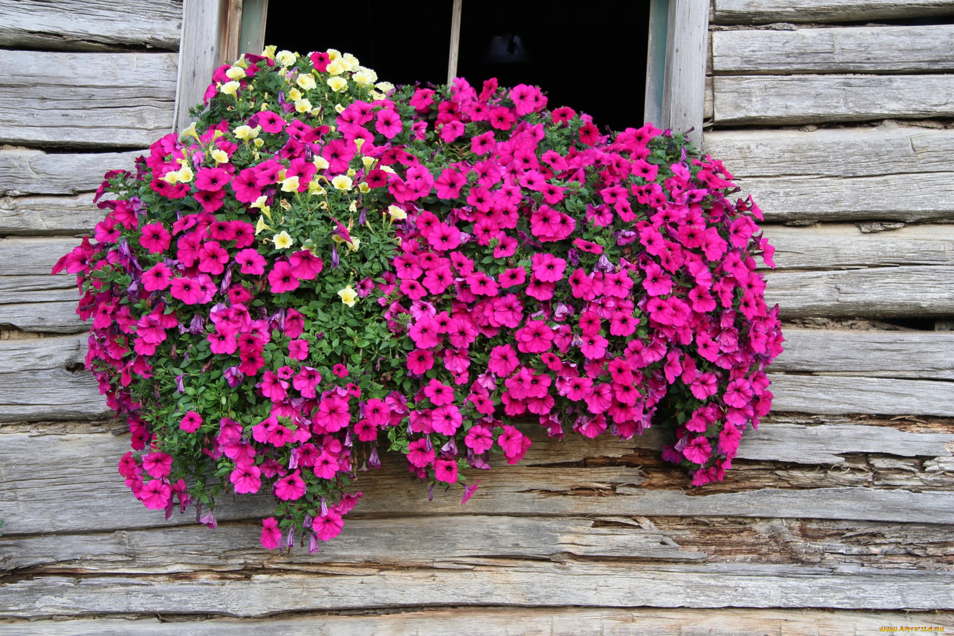 цветы, петунии, , калибрахоа, петуния