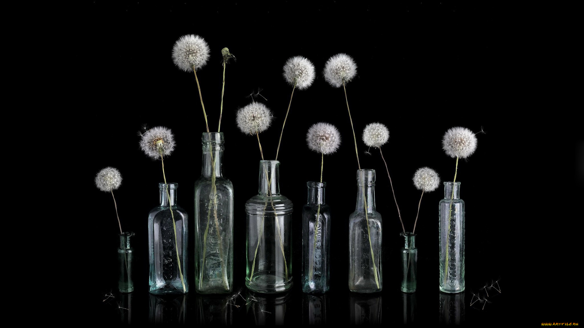 цветы, одуванчики, бутылки, пушистики