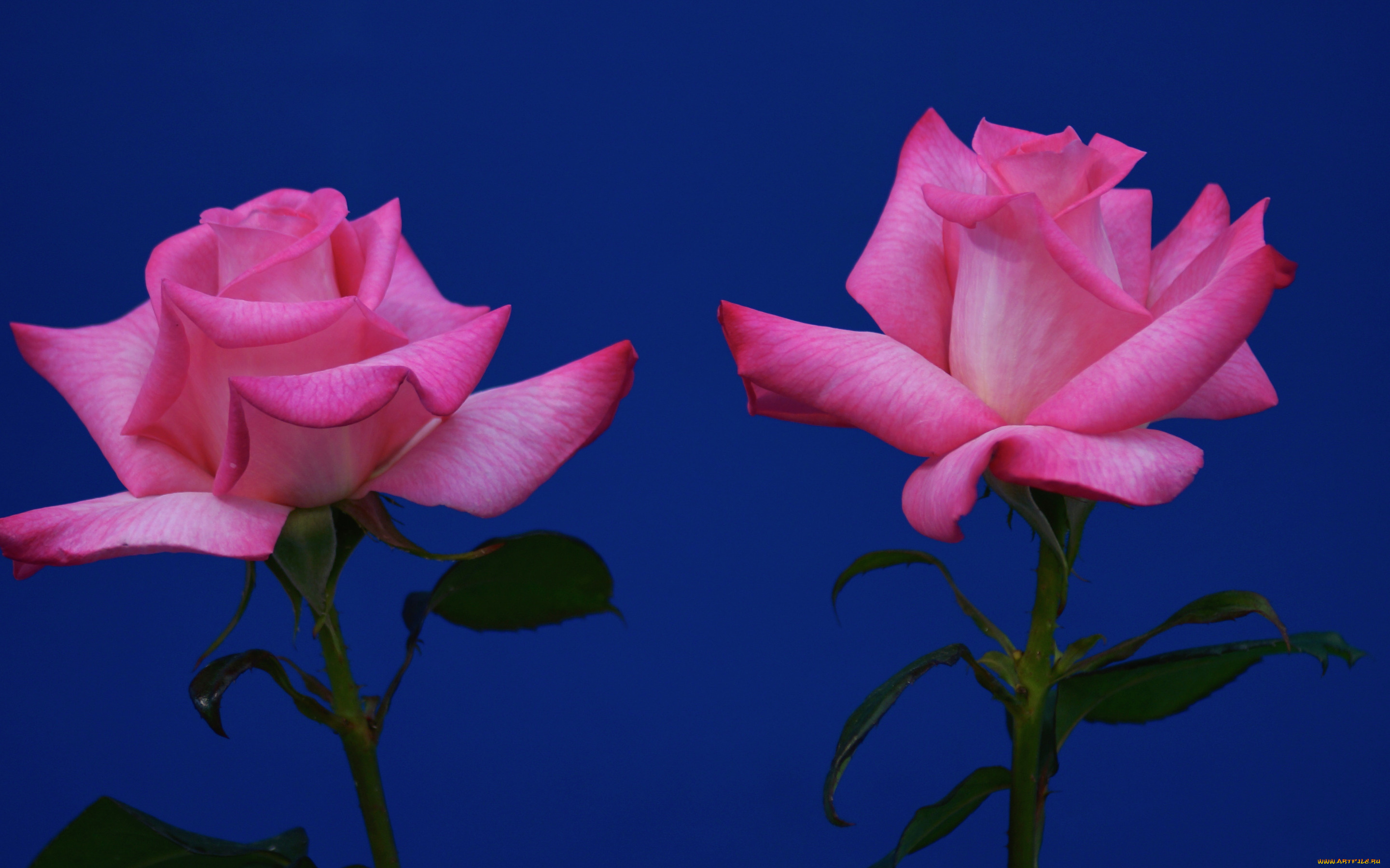 цветы, розы, две