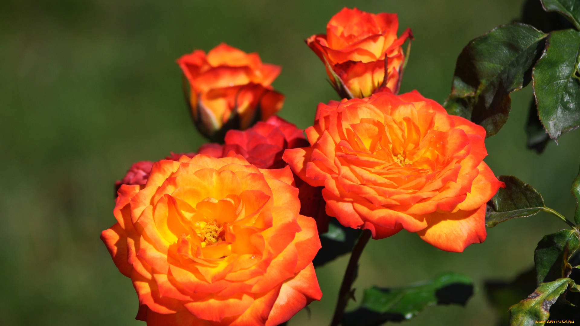 цветы, розы