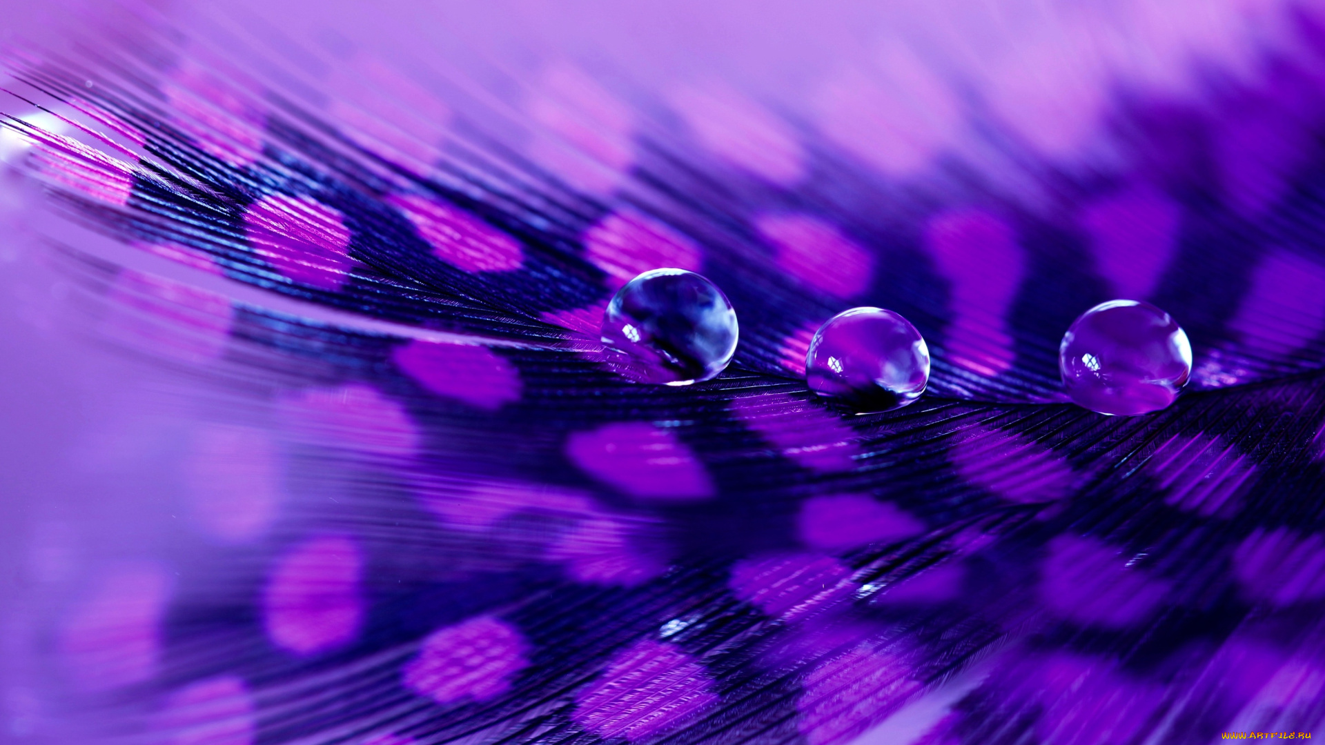 разное, перья, перо