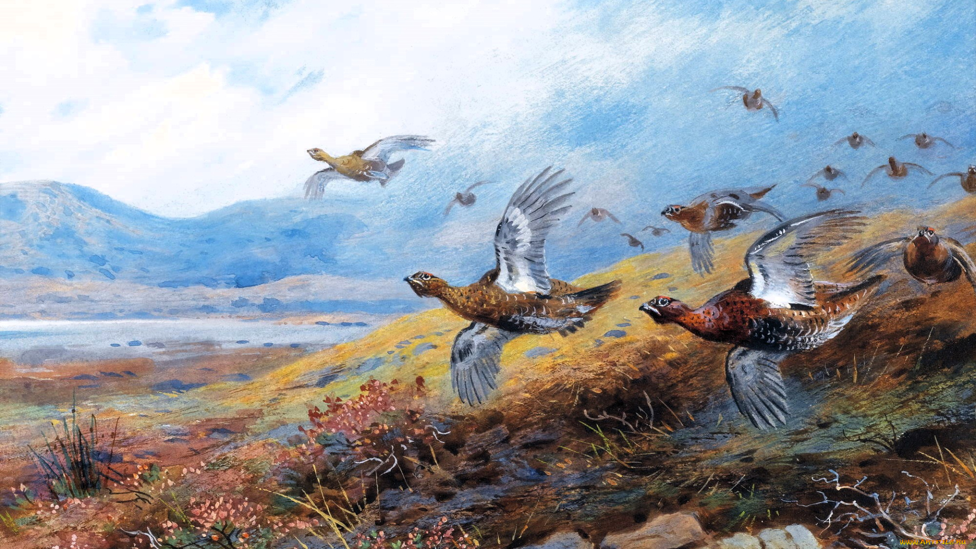 рисованное, archibald, thorburn, фазаны, стая, полет, луга