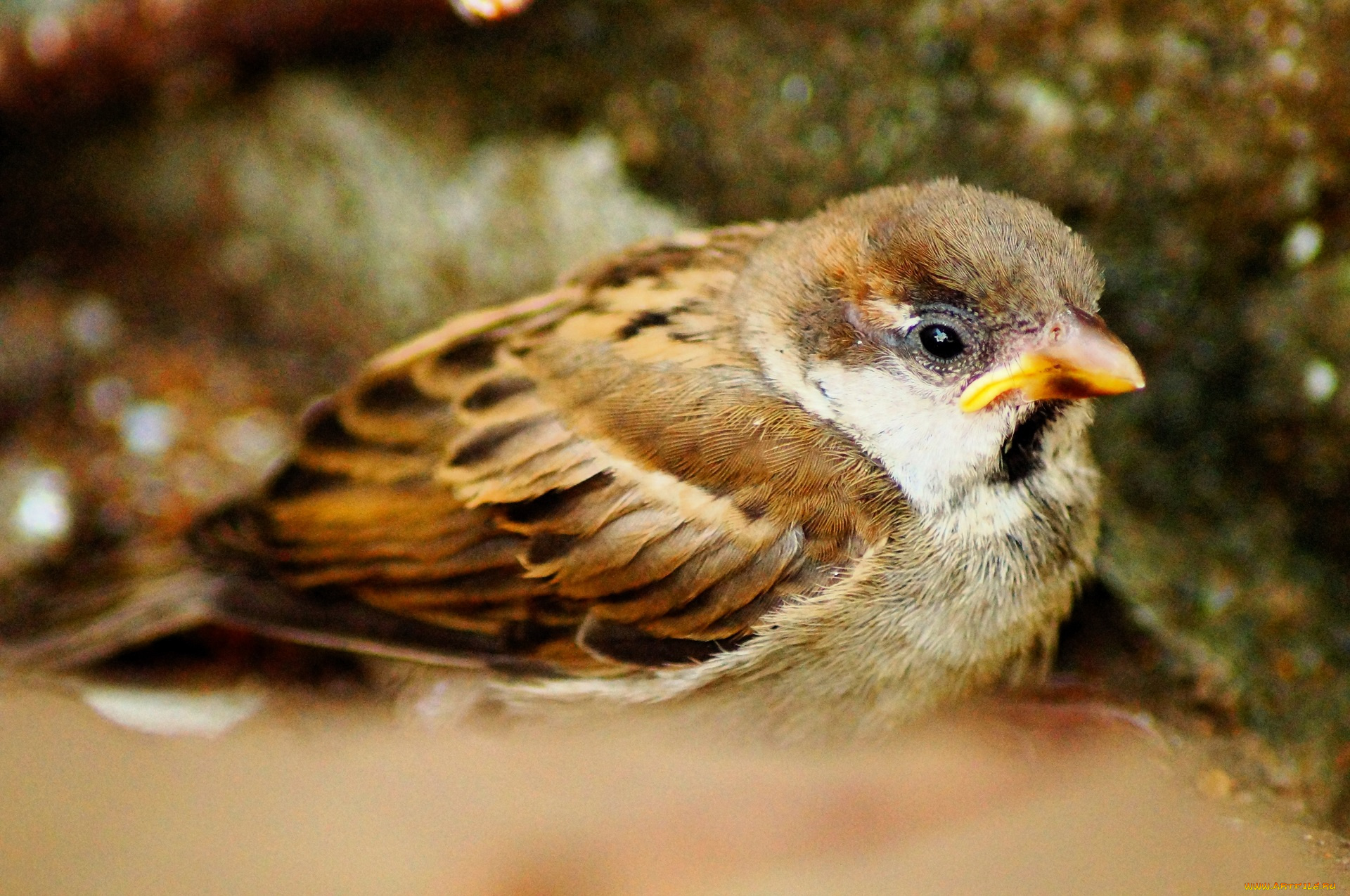 животные, воробьи, воробей, птенец, желторотик