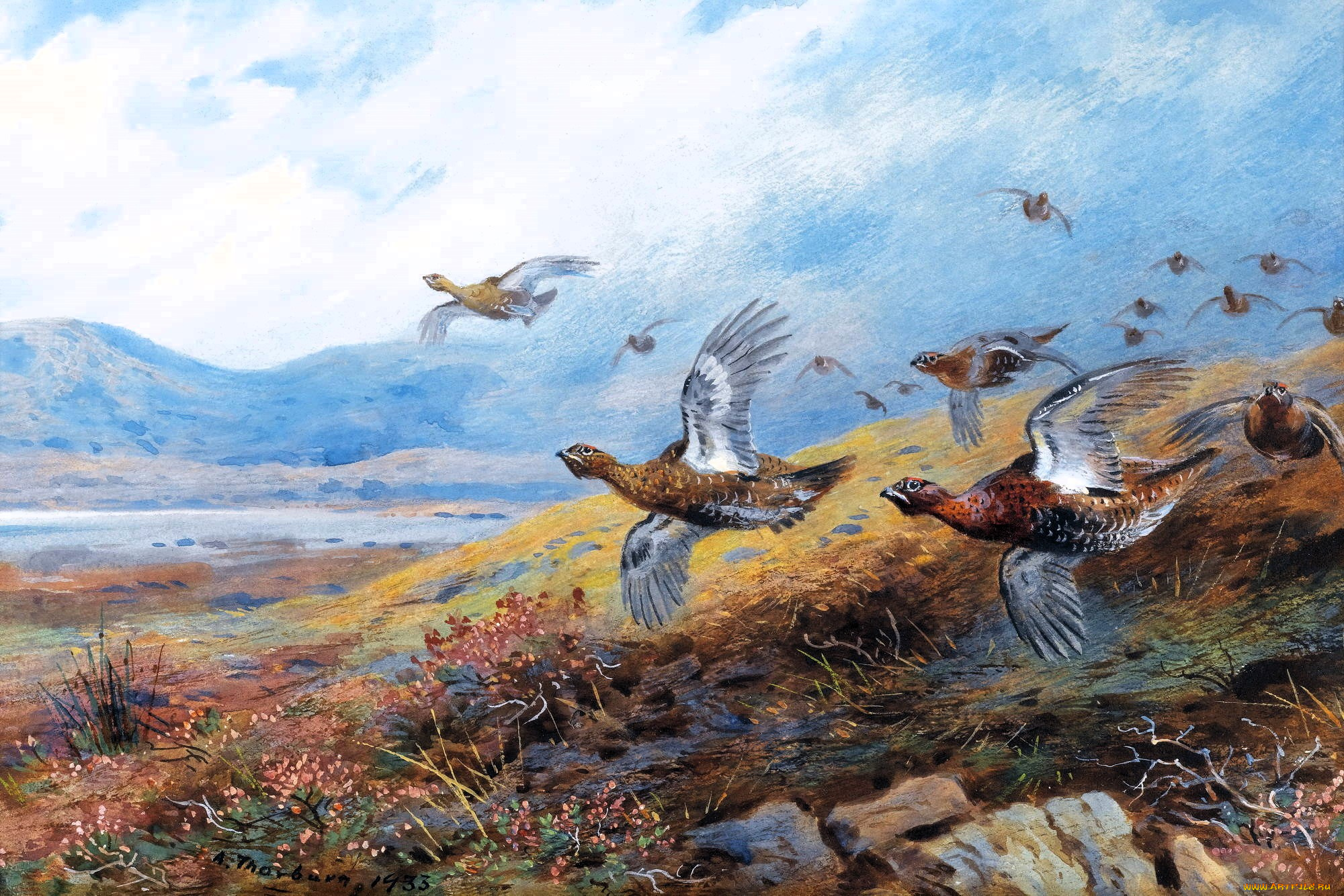 рисованное, archibald, thorburn, фазаны, стая, полет, луга