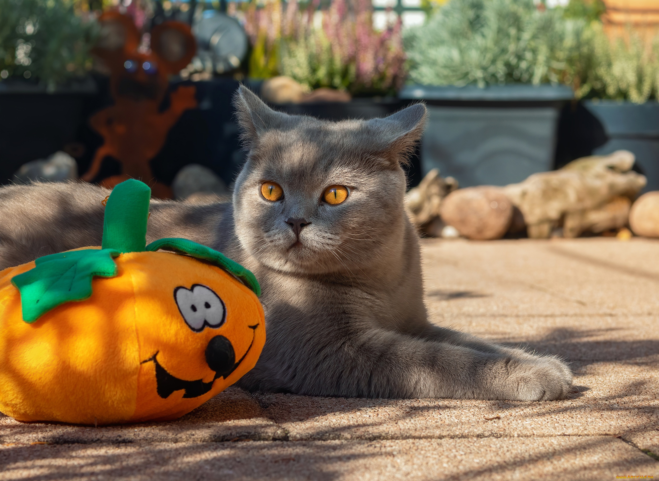 животные, коты, хэллоуин