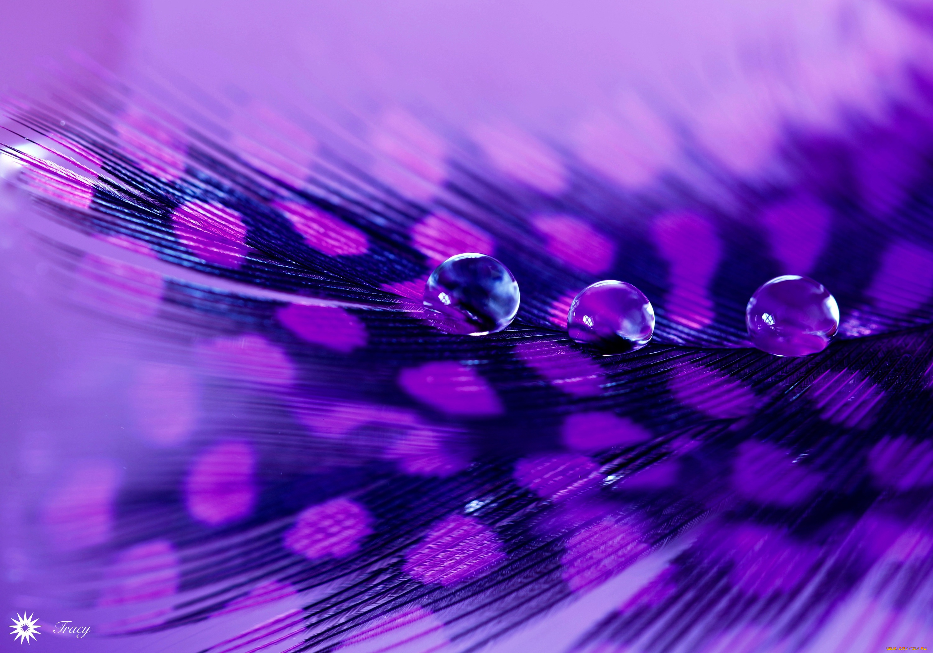 разное, перья, перо