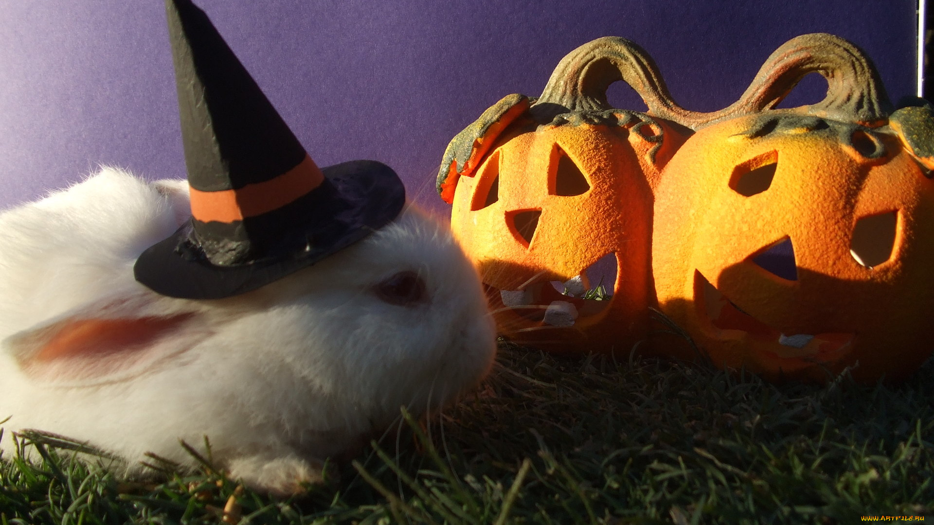 праздничные, хэллоуин, кролик