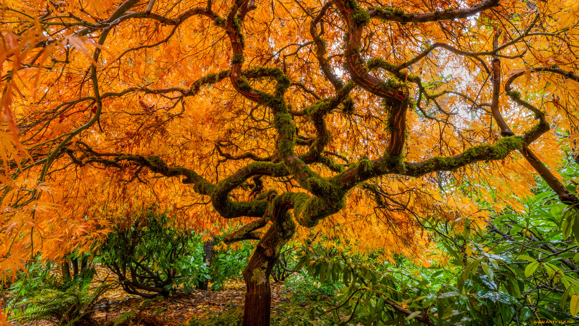 природа, деревья, осень