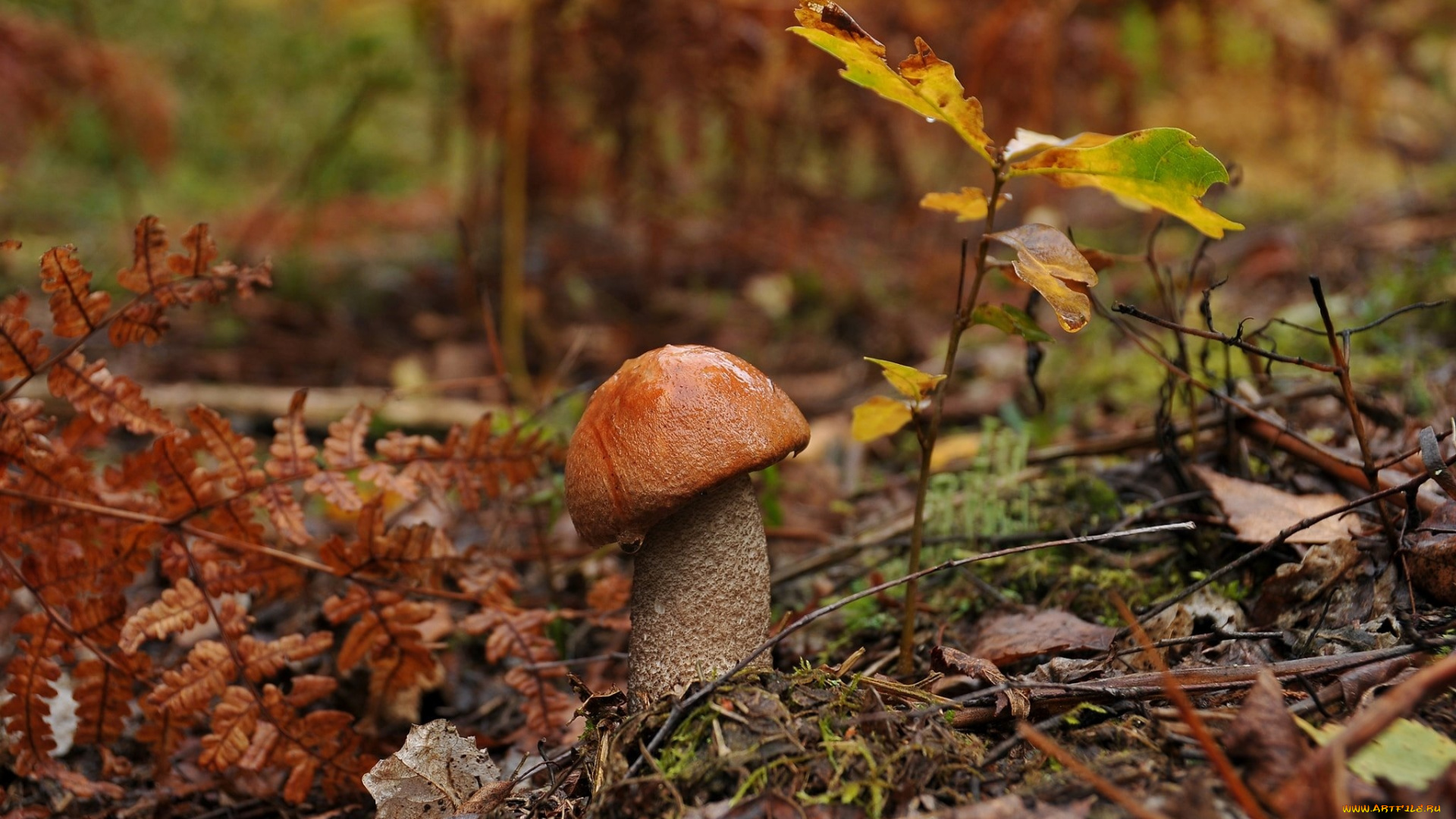 природа, грибы, подосиновик, капли