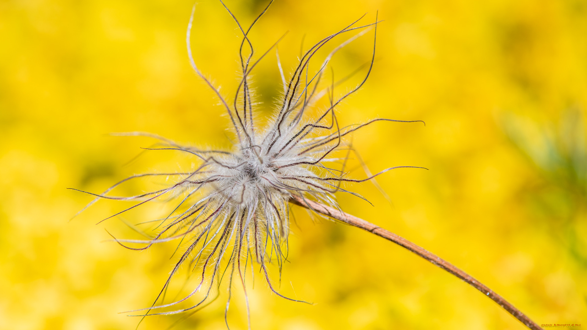 природа, макро, растение