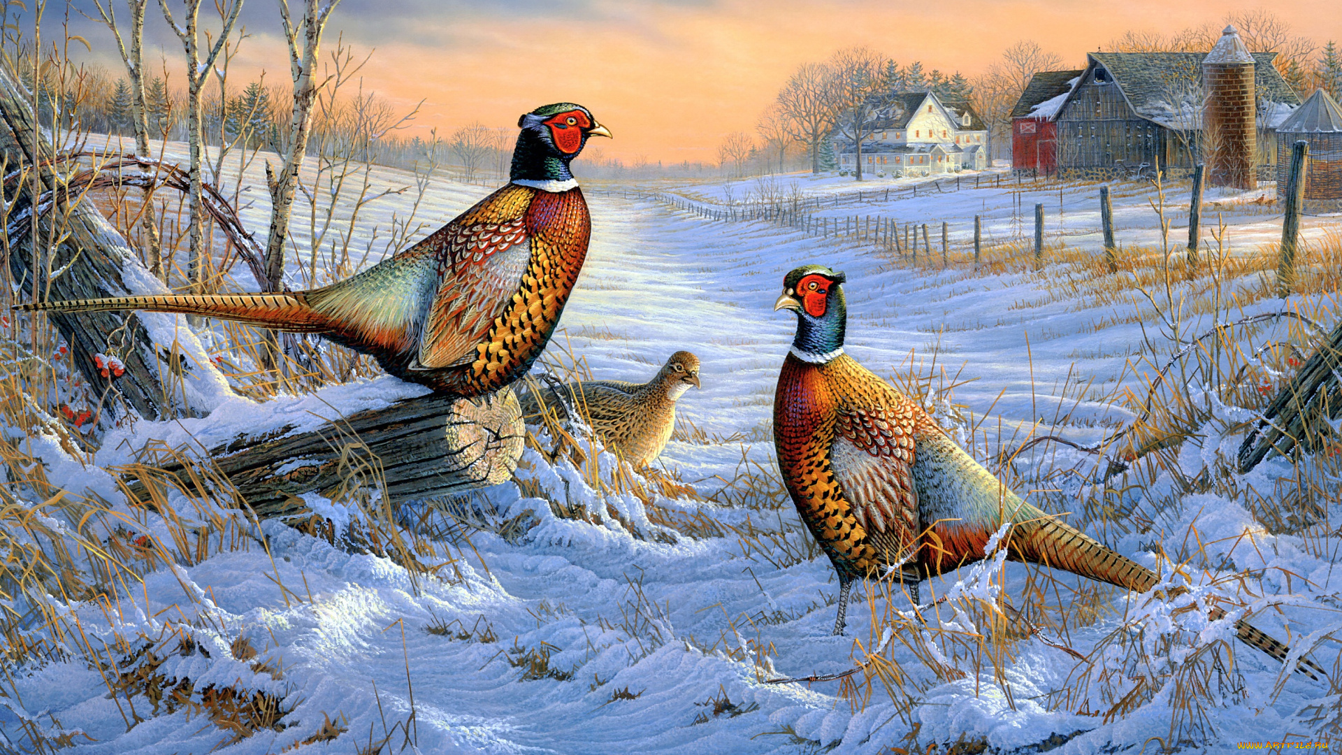 sam, timm, рисованное, живопись, фазаны