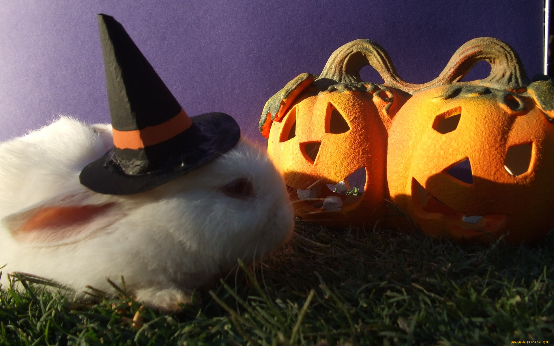 праздничные, хэллоуин, кролик