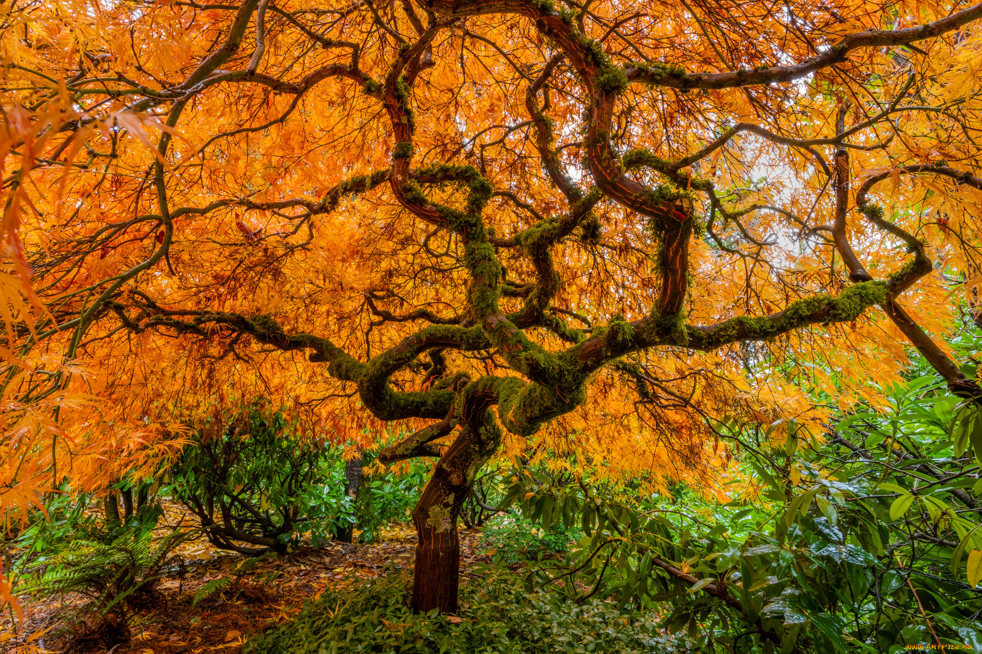 природа, деревья, осень