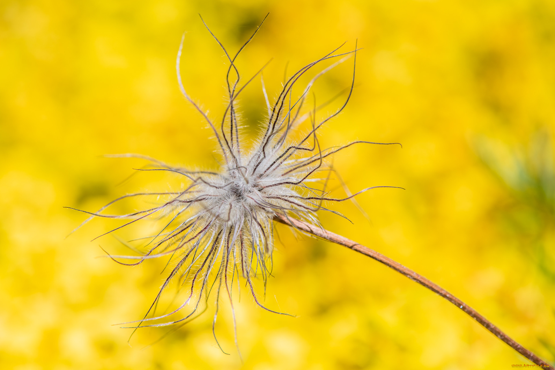 природа, макро, растение