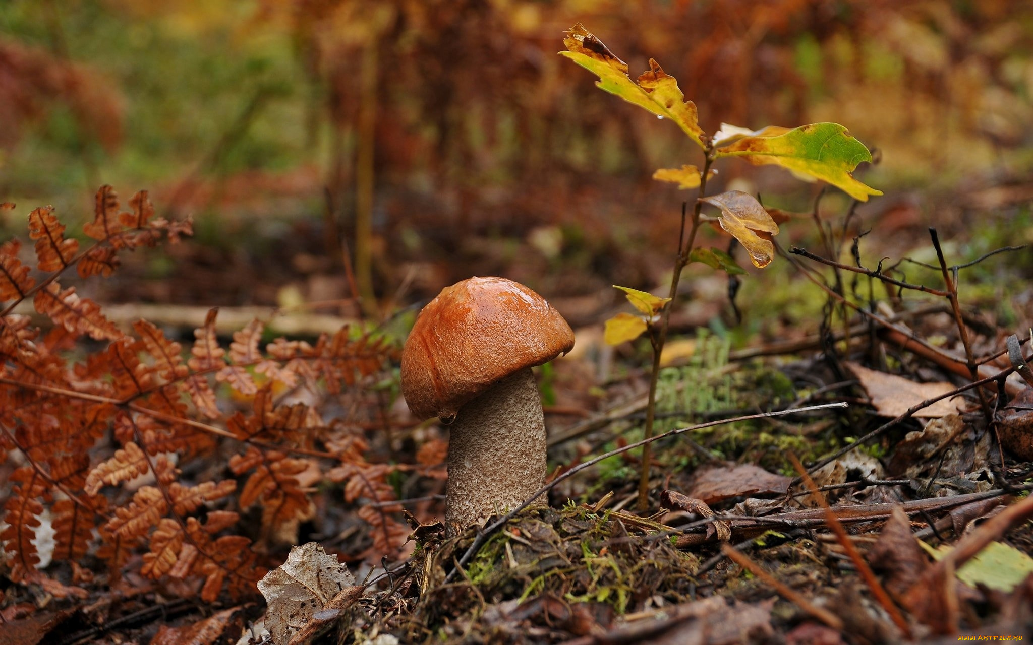 природа, грибы, подосиновик, капли