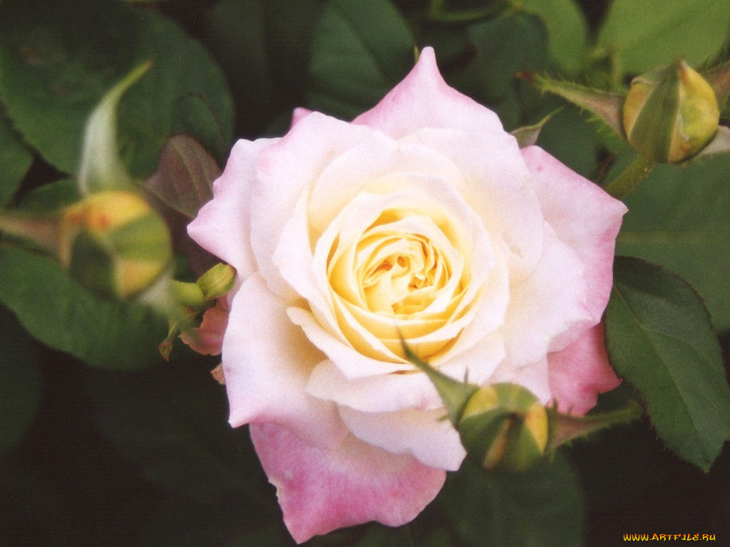 цветы, розы