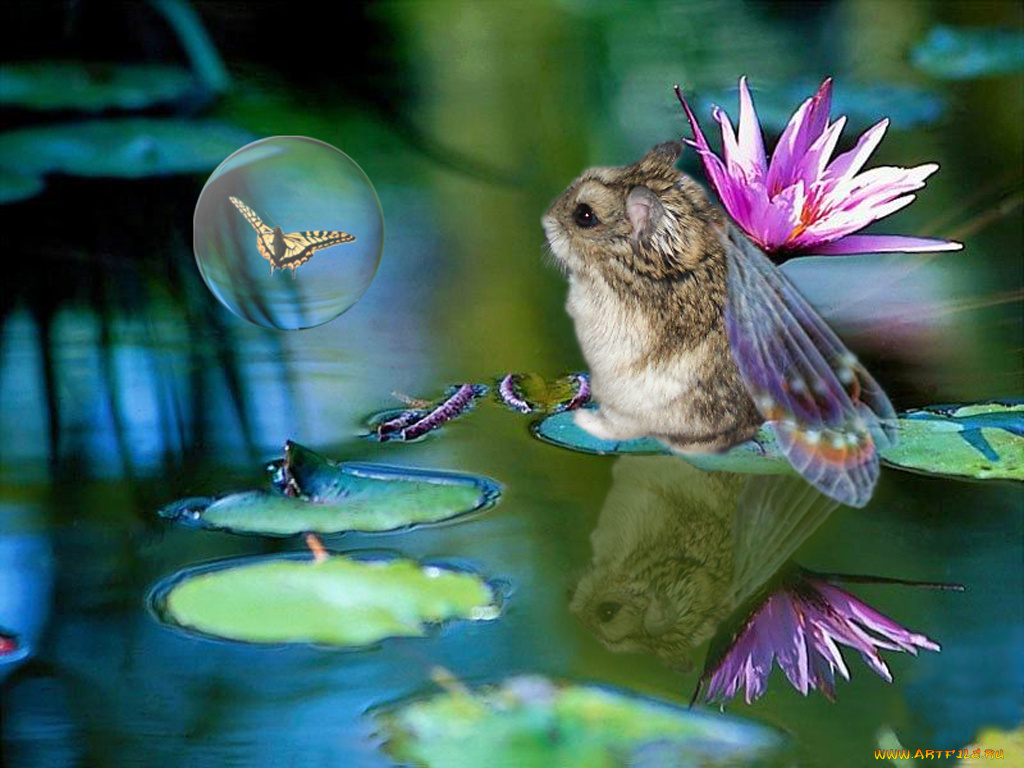маленький, эльф, животные, морские, свинки, хомяки