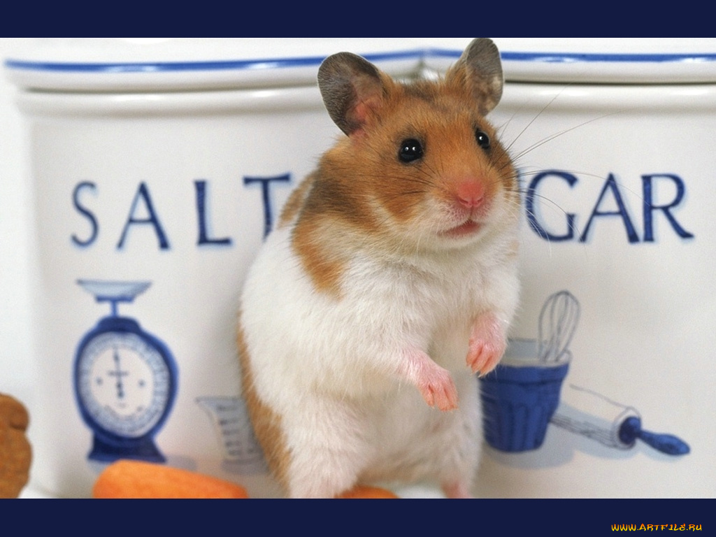 животные, морские, свинки, хомяки